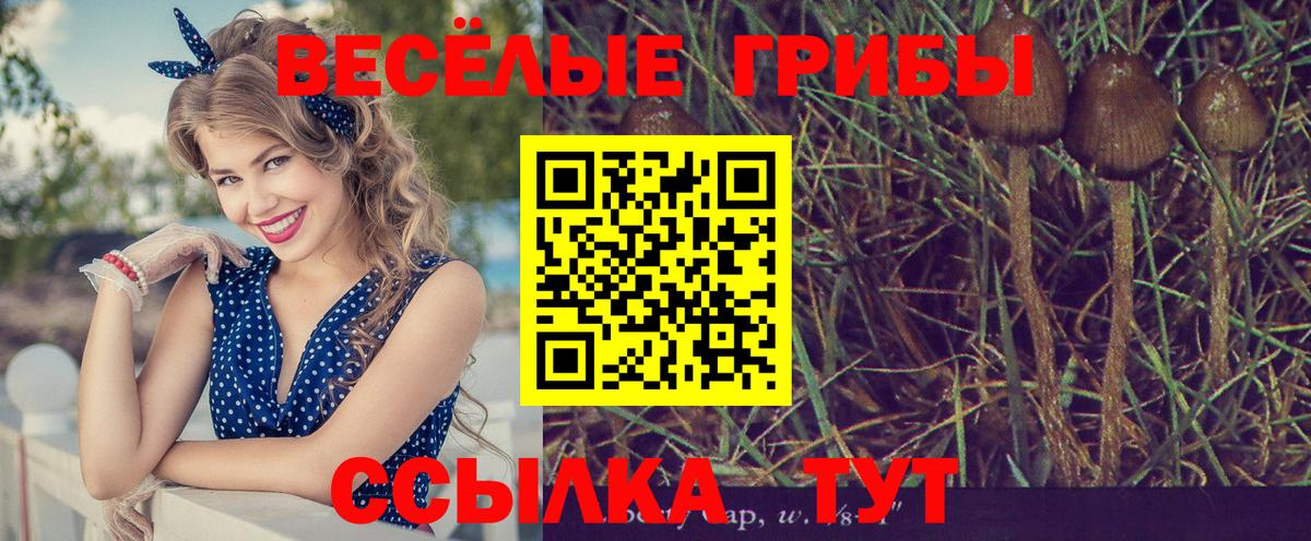 Галлюциногенные грибы Psilocybe Нурлат